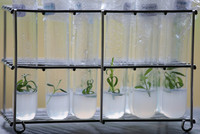 Plants in vitro de lavande - (Photo : Crieppam)