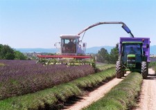 Harvesting lavandin - Photo : Crieppam)