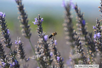 Bee in a lavender field