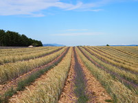 Champ de lavandin enherbé